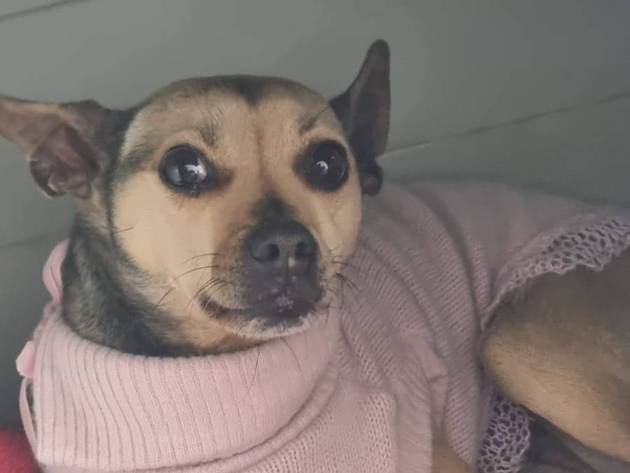 Adotta il cane GIUSY a Caserta