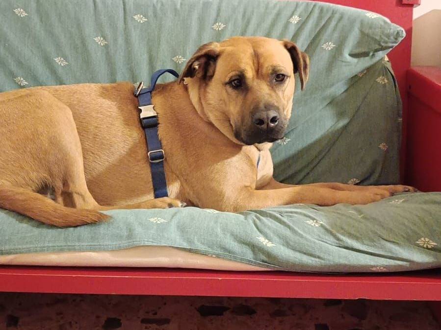 Adotta un cane, maschio, 4 anni  e 5 mesi , Caserta