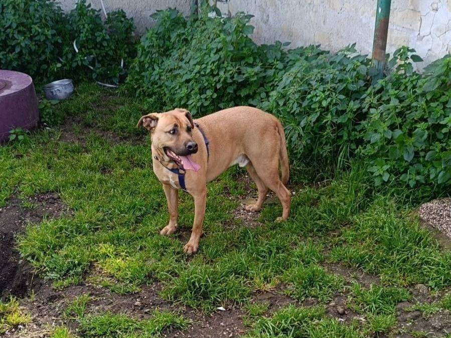 Vuoi adottare un cane a Caserta?