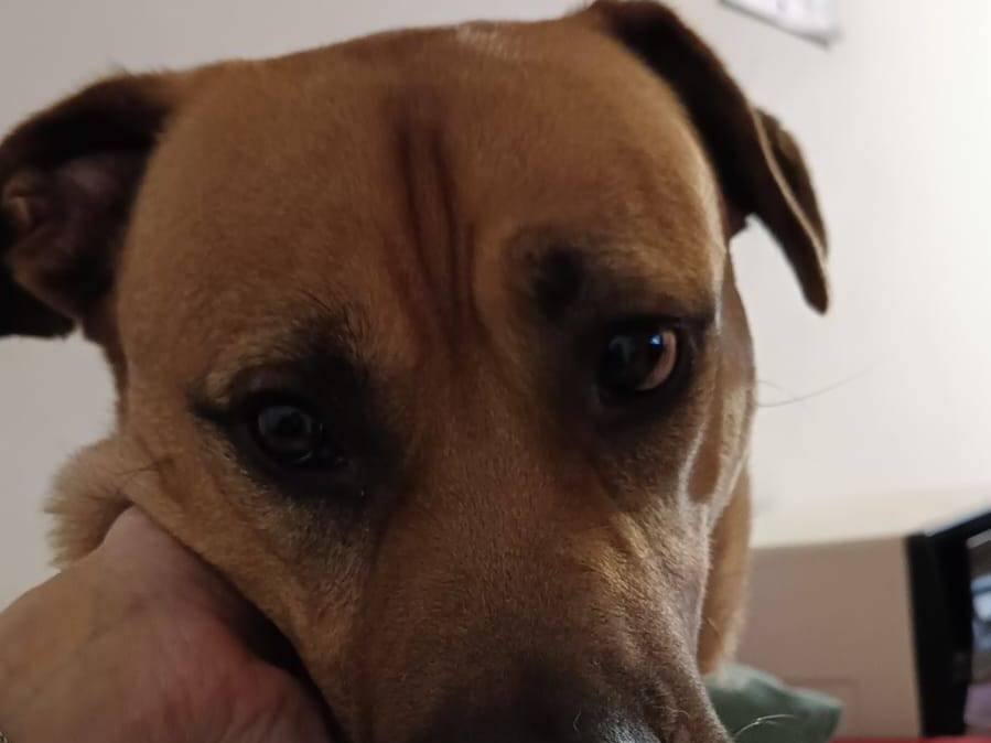 Adotta il cane ENZO a Caserta