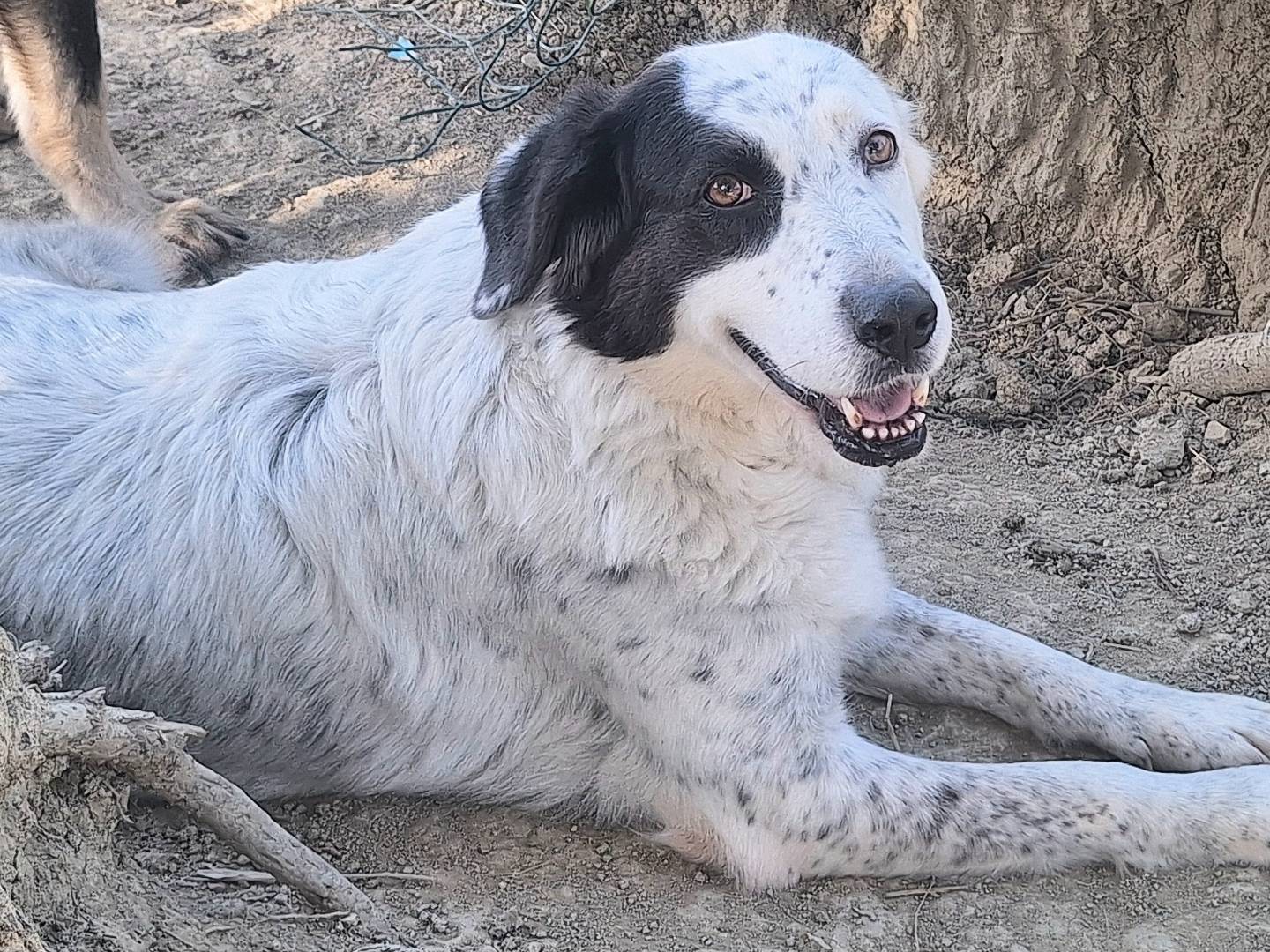 Foto dell'animale