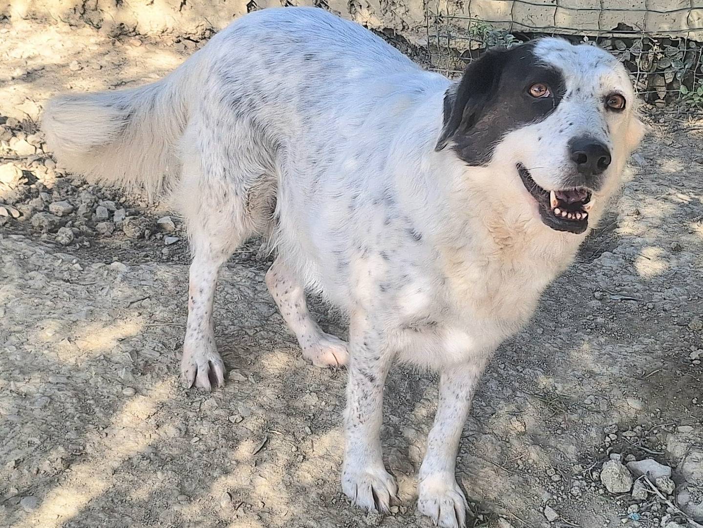 Adotta un cane, femmina, 8 anni  e 4 mesi , Teramo