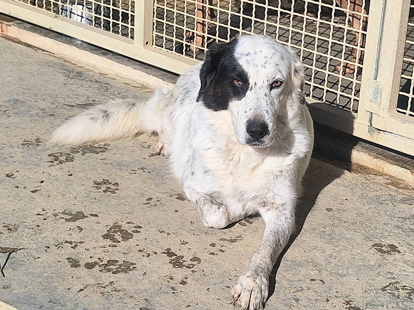 Adotta un cane, taglia media, femmina, Teramo