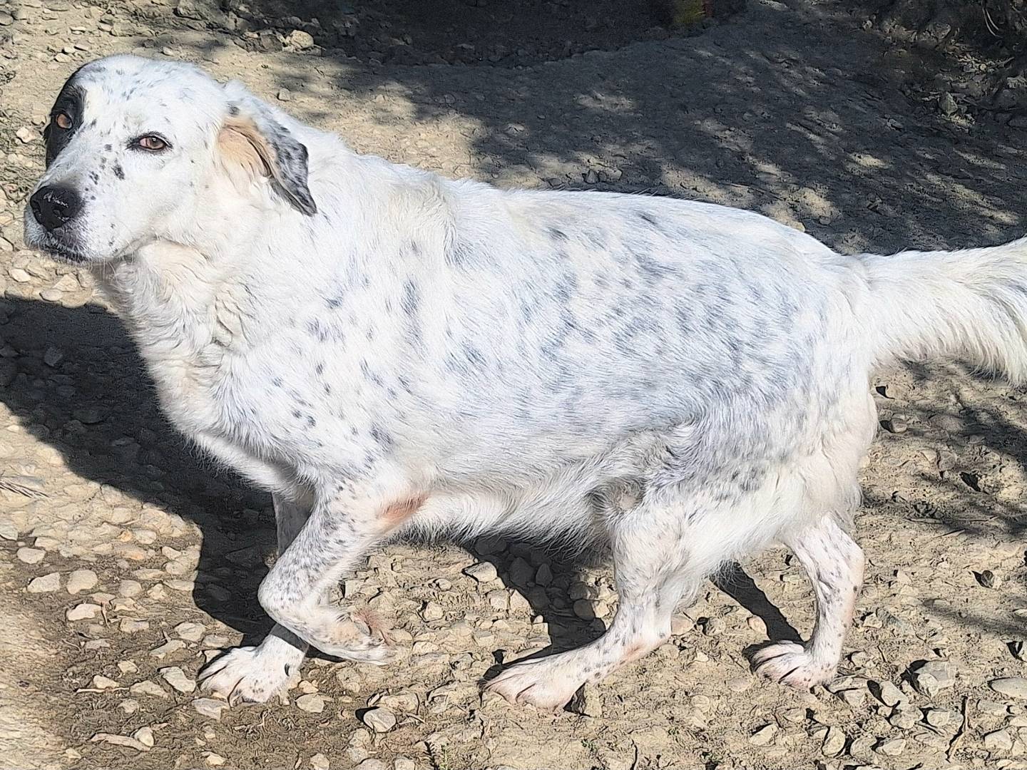 Vuoi adottare un cane a Teramo?