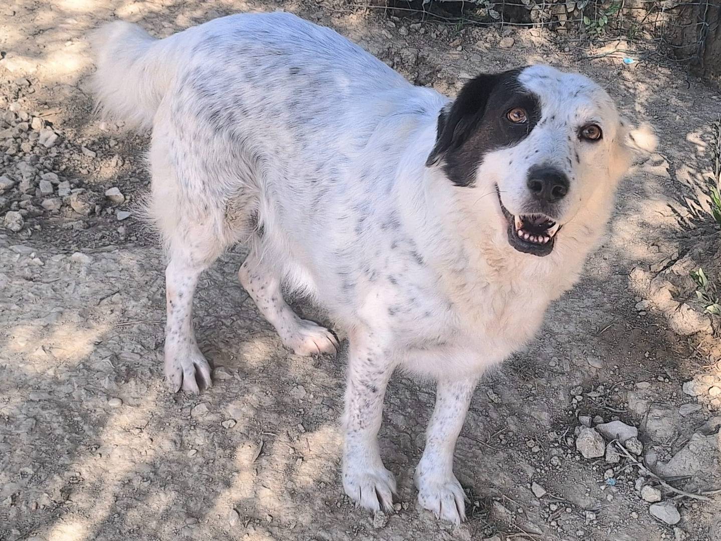 Adotta il cane Burrata a Teramo