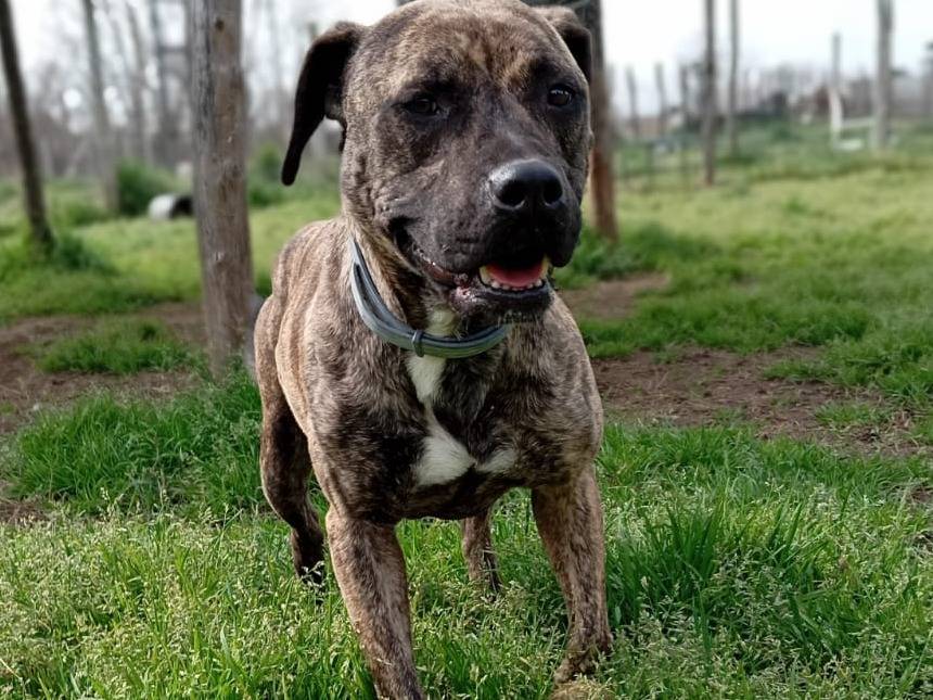 Adotta un cane, maschio, 3 anni  e 3 mesi , Caserta