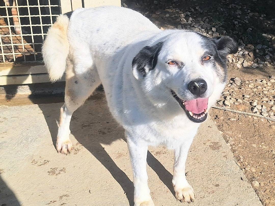 Adotta un cane, taglia media, femmina, Teramo