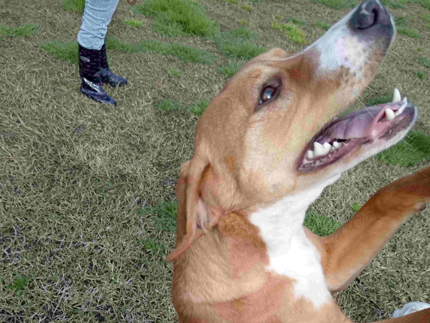 Adotta un cane, femmina, 8 mesi, Latina