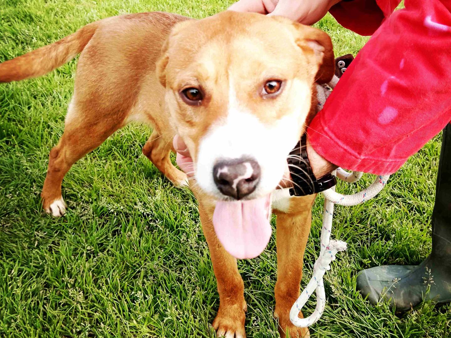 Adotta il cane Darling a Latina