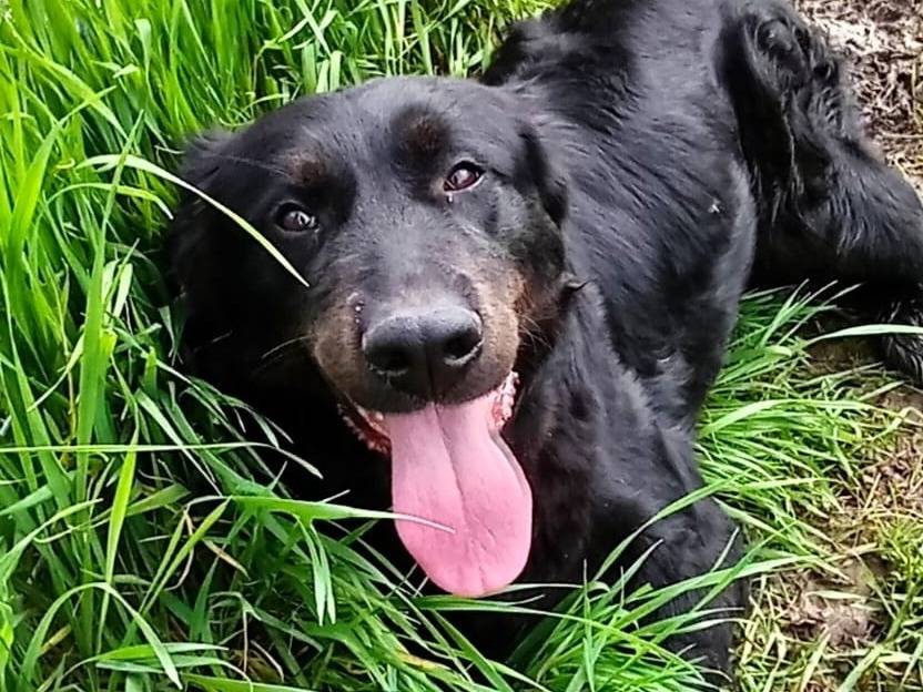 Adozione cane, femmina, Razza sconosciuta Razza sconosciuta, 1 anno e 2 mesi, taglia media, Latina