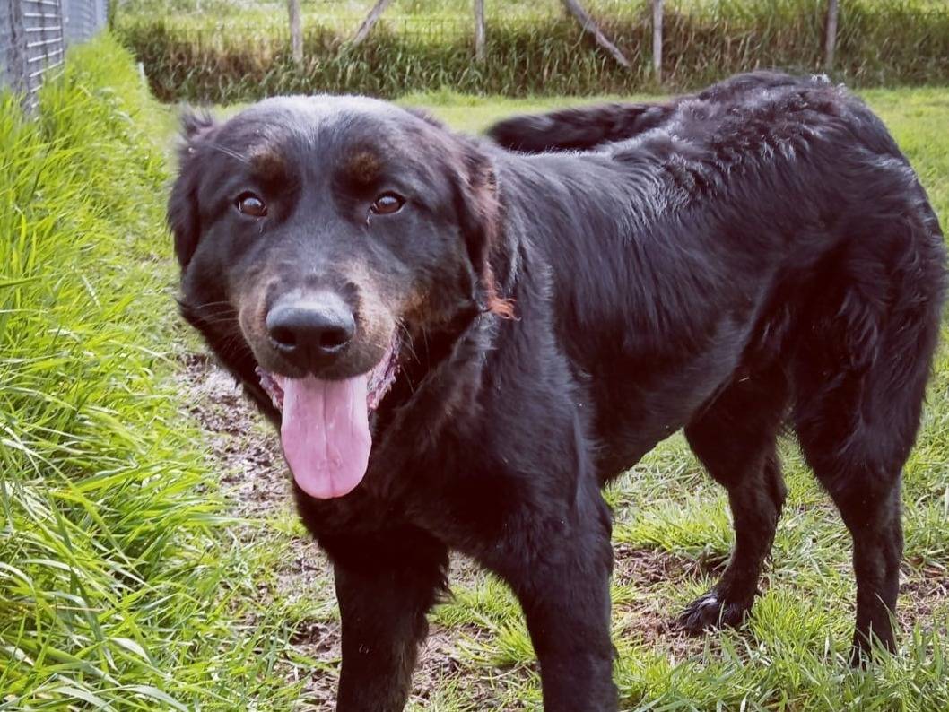 Adotta il cane ANTONIA a Latina