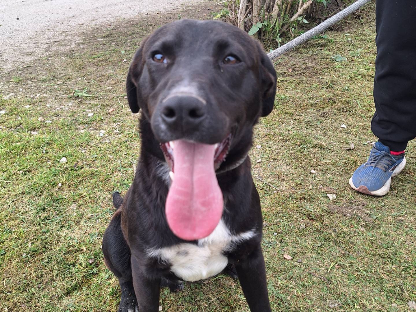 Adotta un cane, taglia media contenuta, maschio, Napoli