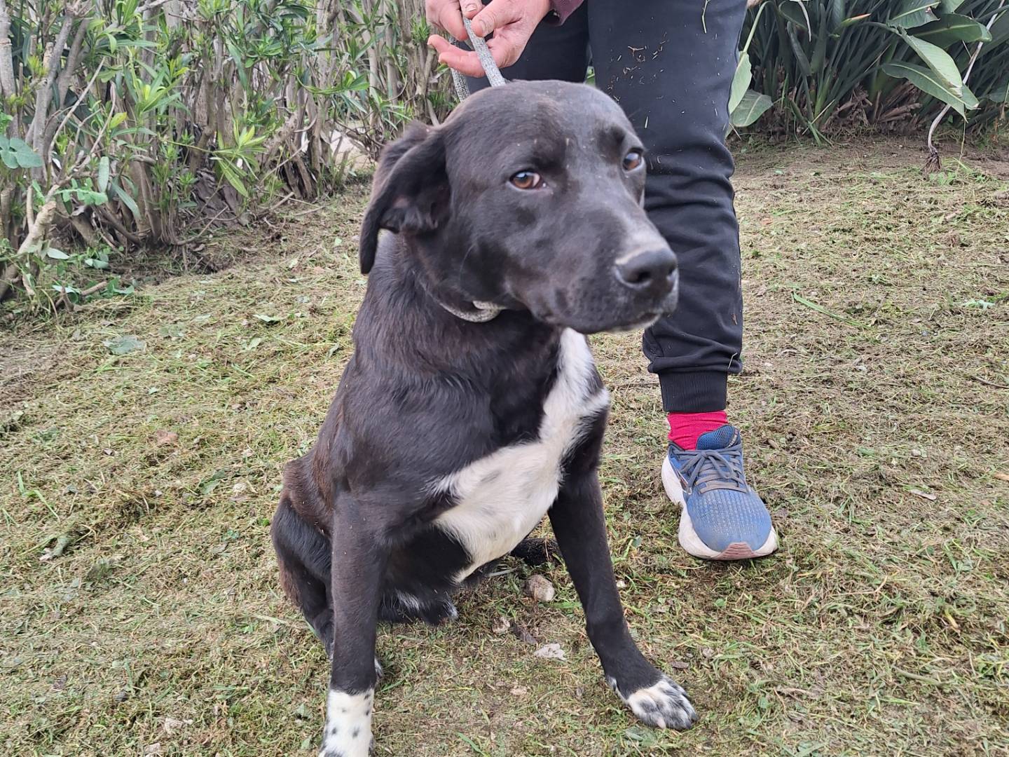 Vuoi adottare un cane a Napoli?