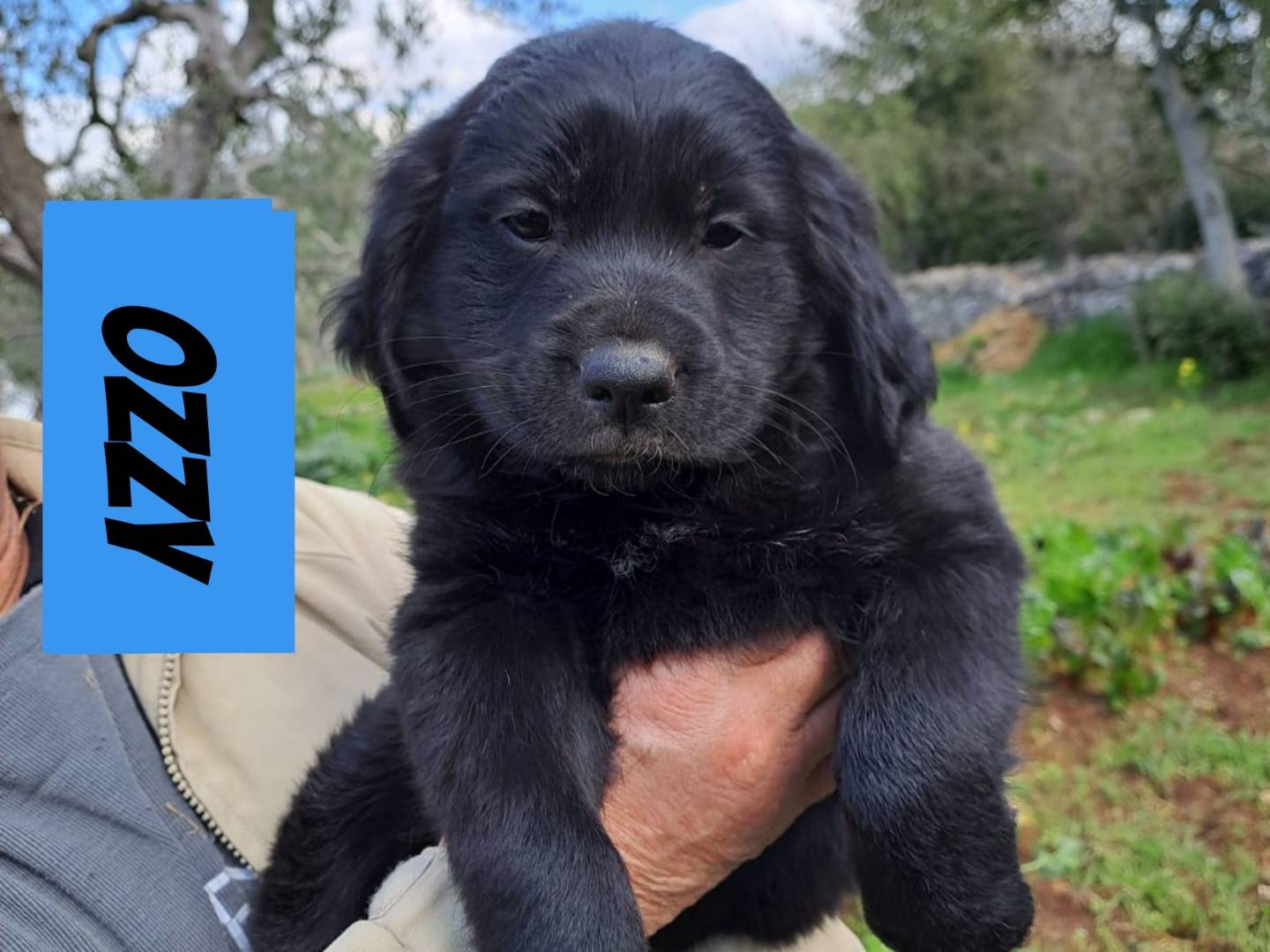 Adozione cane, maschio, Razza sconosciuta Razza sconosciuta, 1 anno e 2 mesi, taglia media, Bari