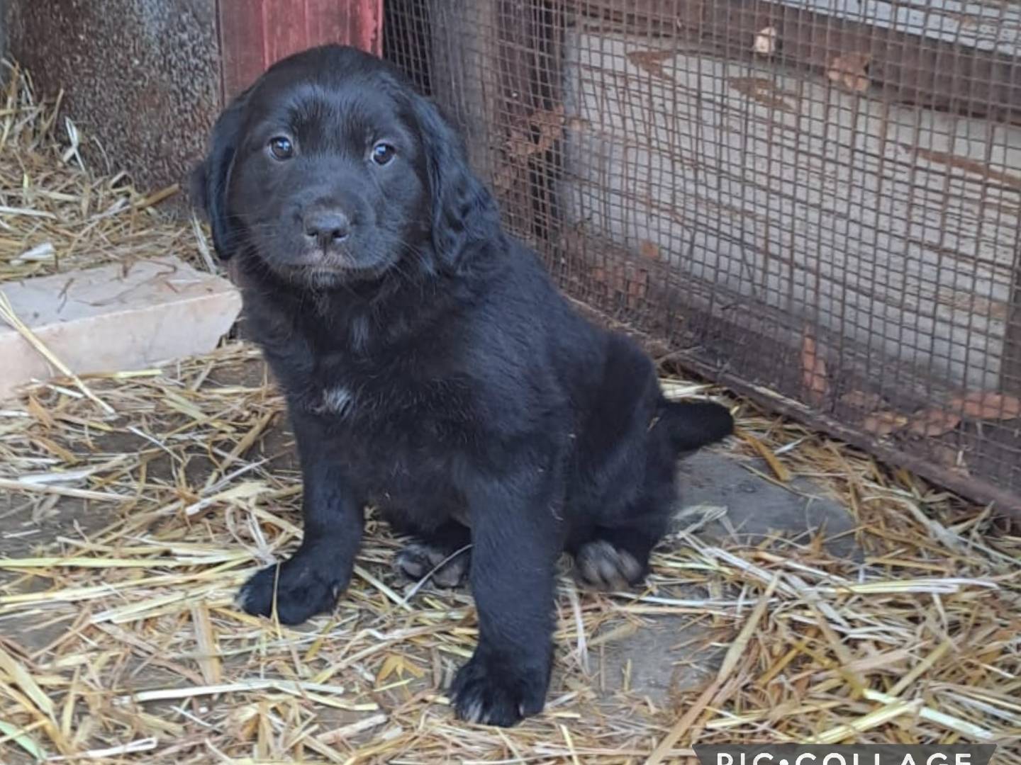 Adotta un cane, taglia media, maschio, Bari