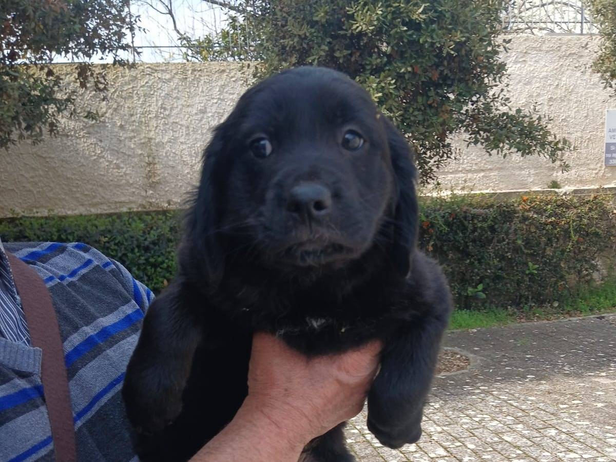 Vuoi adottare un cane a Bari?