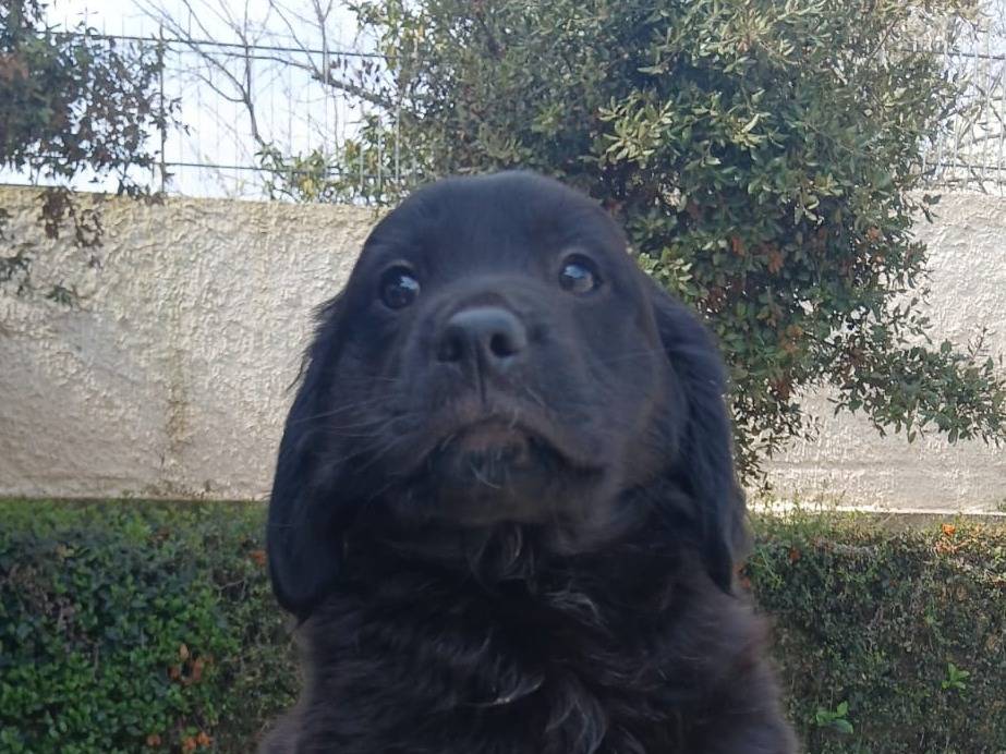 Adotta il cane Ozzy a Bari