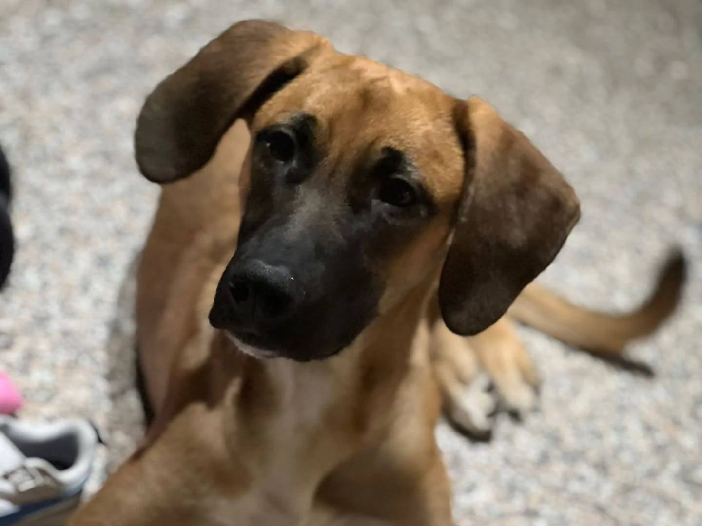 Foto dell'animale