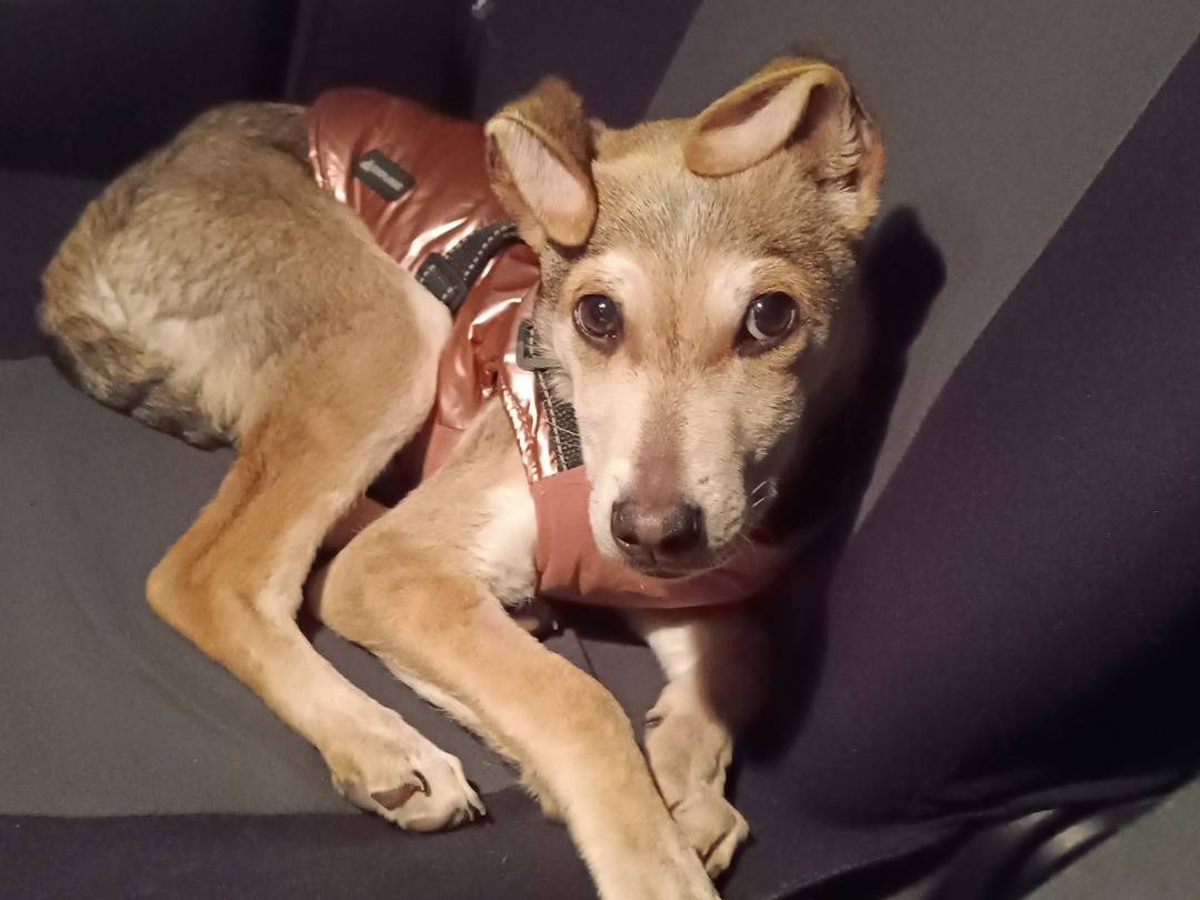 Adotta un cane, femmina, 6 mesi, Bari
