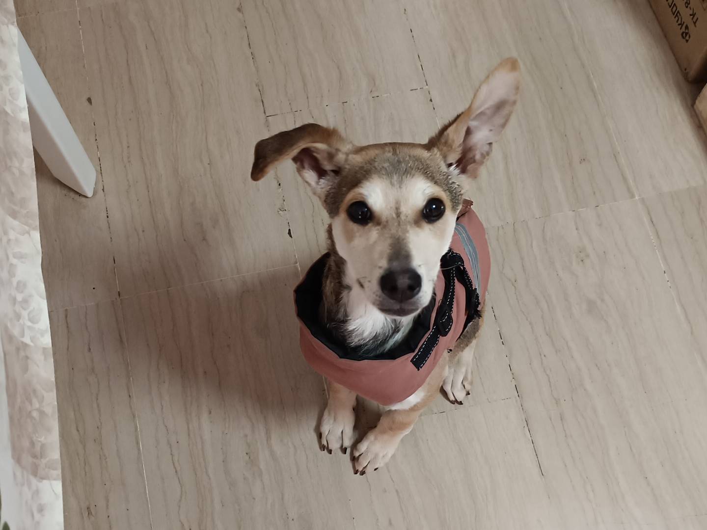 Adotta un cane, taglia media contenuta, femmina, Bari