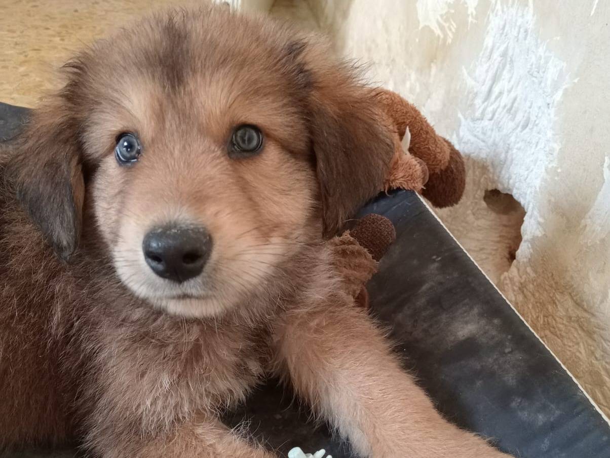 Foto dell'animale