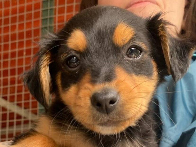 Adozione cane, maschio, Border Collie Razza sconosciuta, 1 anno e 5 mesi, taglia media, Latina