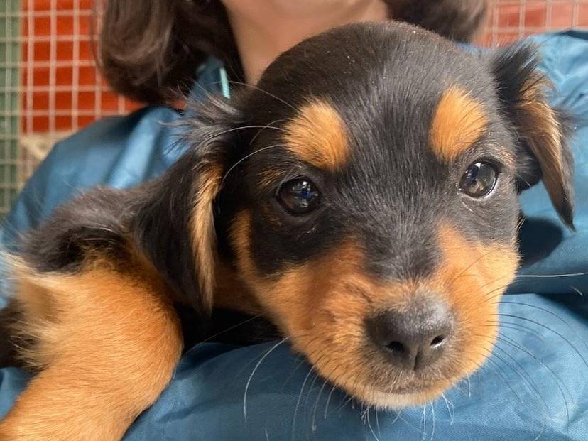 Adotta un cane, maschio, 1 anno e 5 mesi, Latina