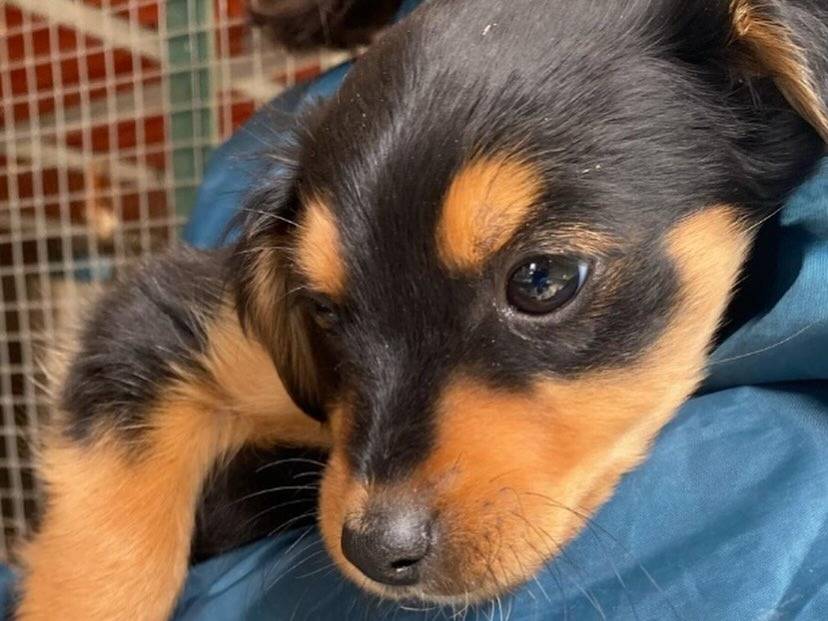 Adotta un cane, taglia media, maschio, Latina