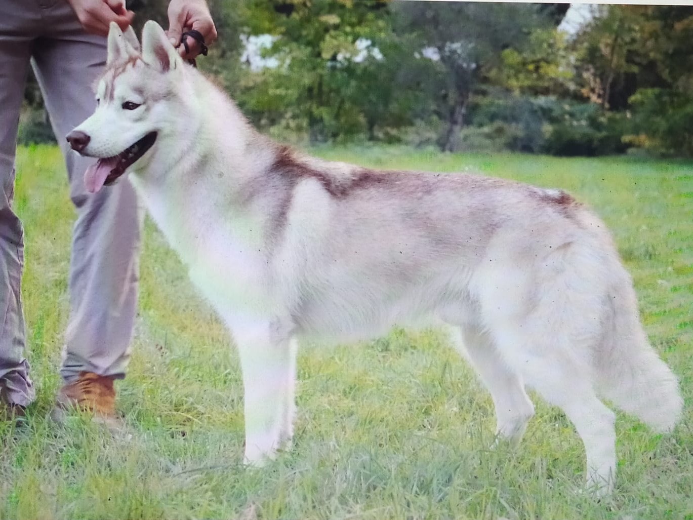 Foto dell'animale