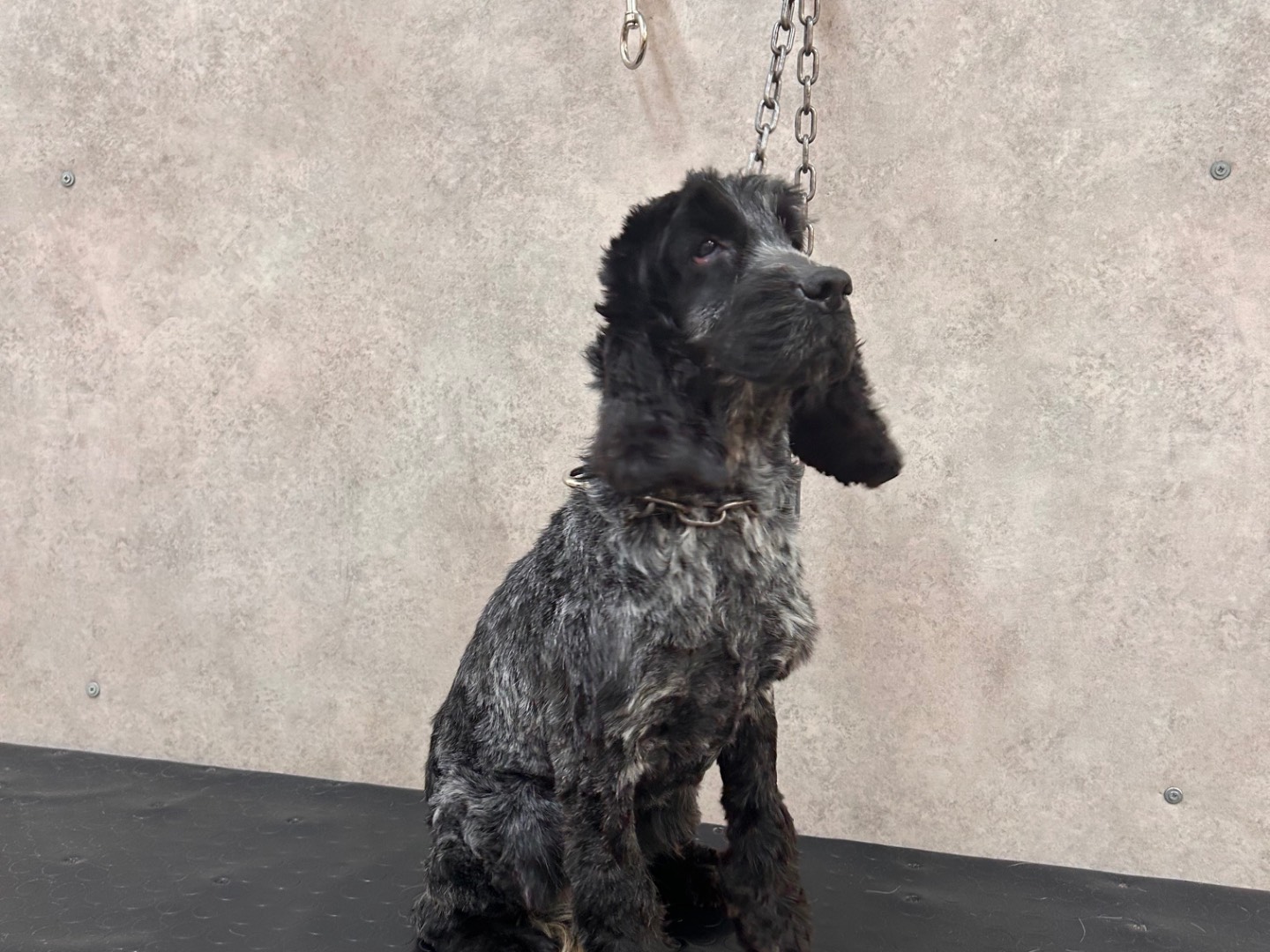 Adotta un cane, femmina, 6 anni , Piacenza