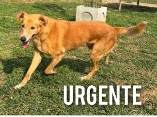 Adotta un cane, maschio, 14 anni  e 1 mese, Bergamo