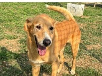 Adotta un cane, taglia grande, maschio, Bergamo