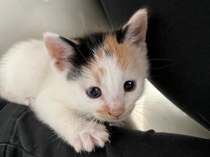 Foto dell'animale