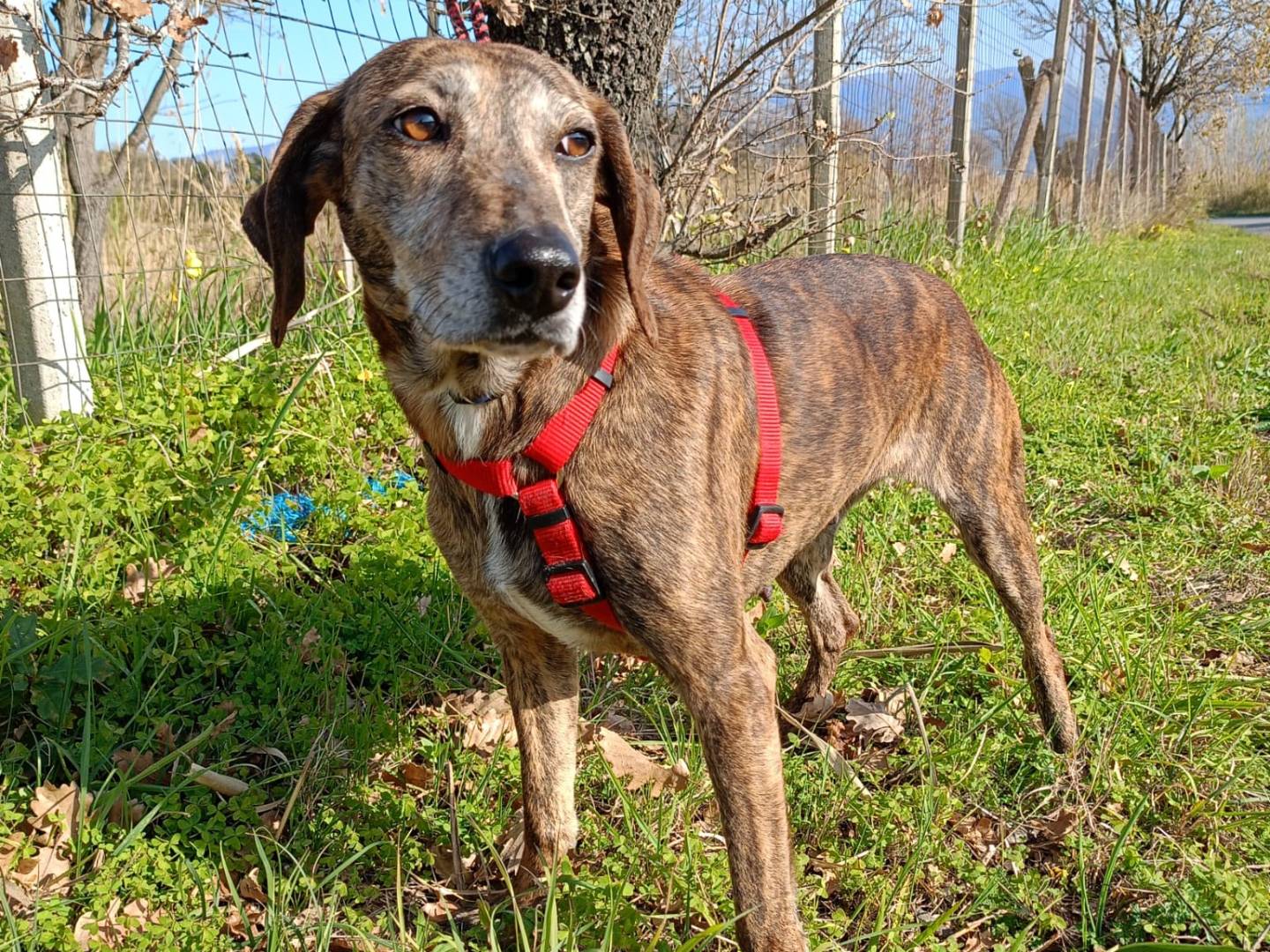 Adotta un cane, taglia media contenuta, femmina, Cosenza