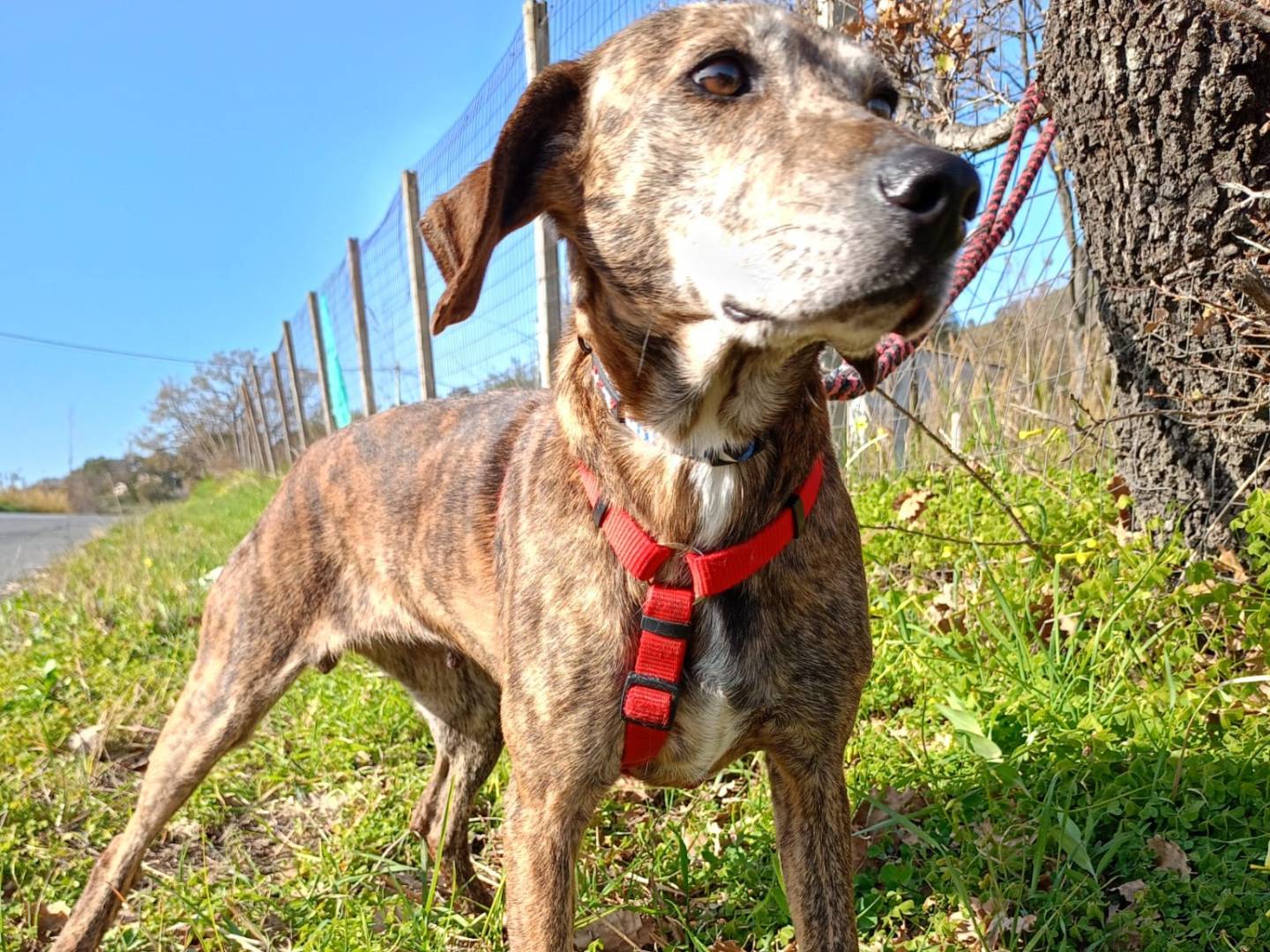 Vuoi adottare un cane a Cosenza?