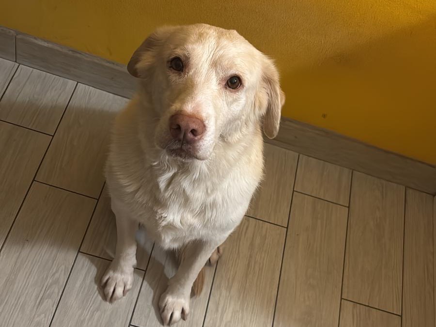 Adotta un cane, femmina, 8 anni  e 3 mesi , Novara