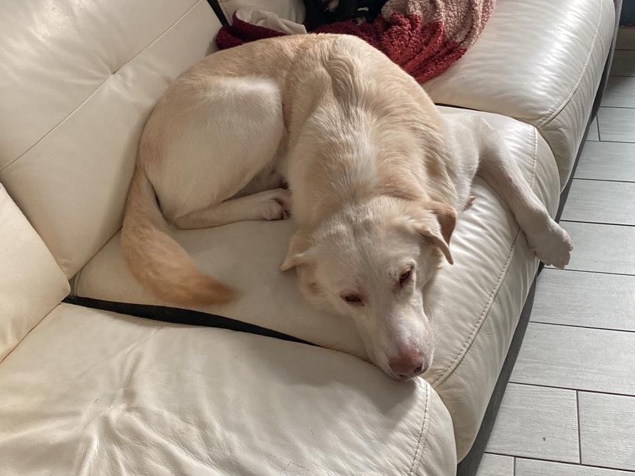 Vuoi adottare un cane a Novara?