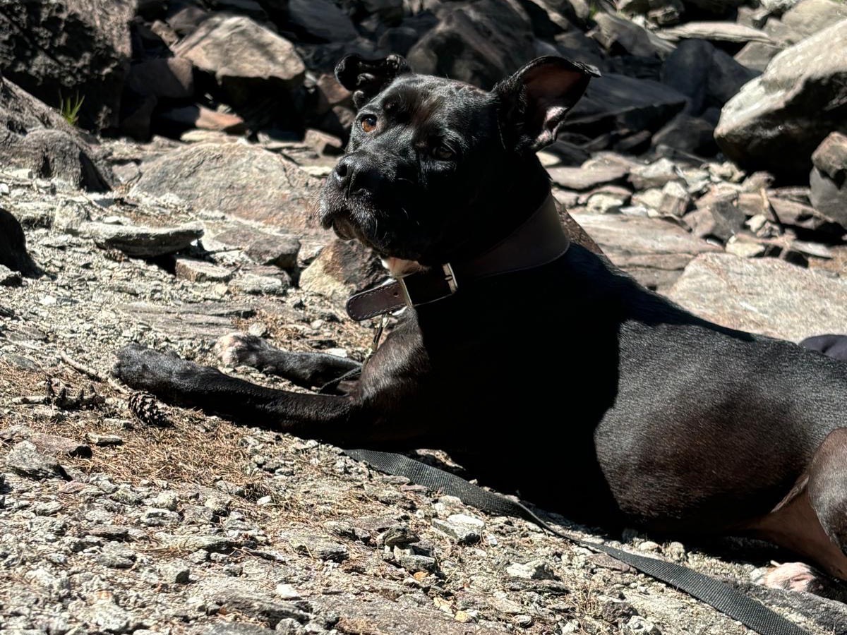 Foto dell'animale