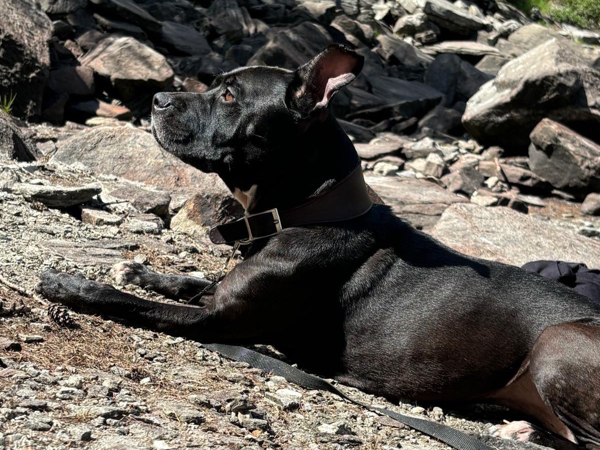 Adotta un cane, femmina, 8 anni  e 3 mesi , Novara