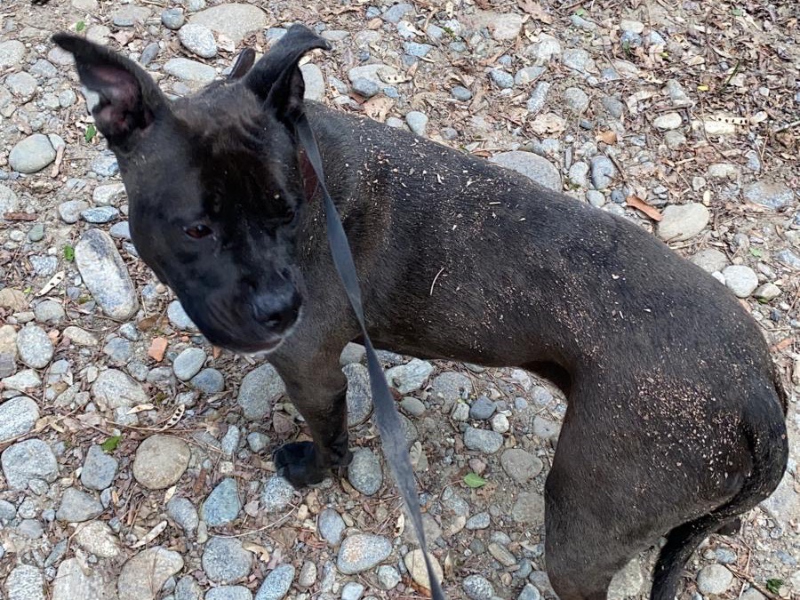 Vuoi adottare un cane a Novara?