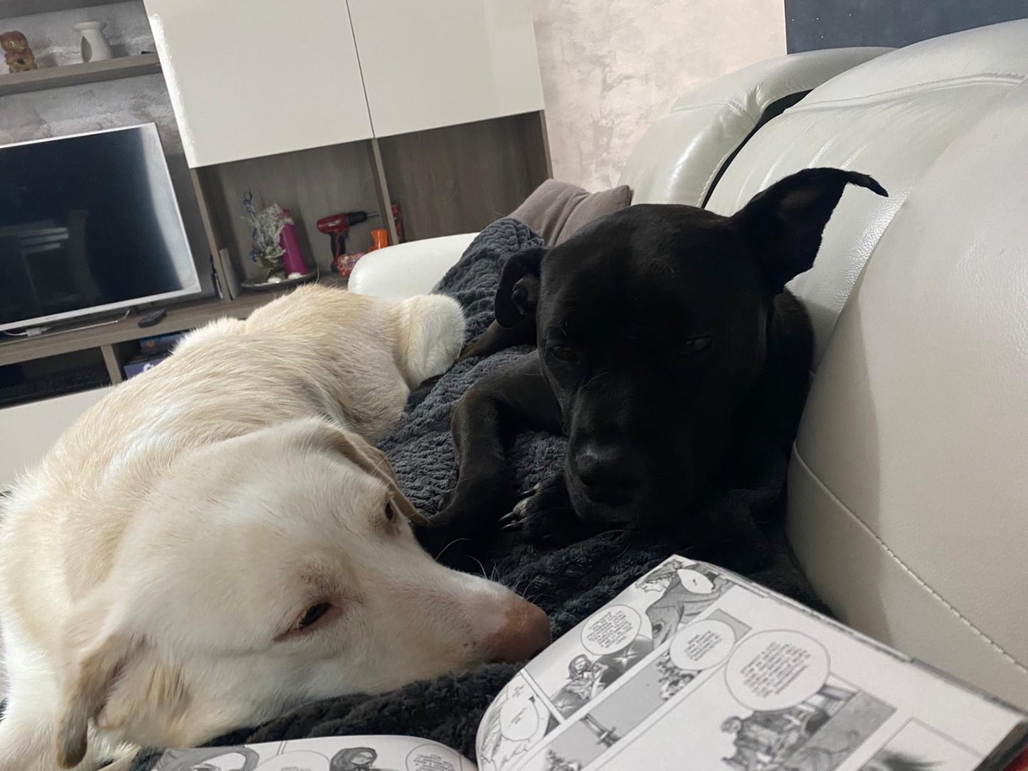 Adotta il cane Zara a Novara