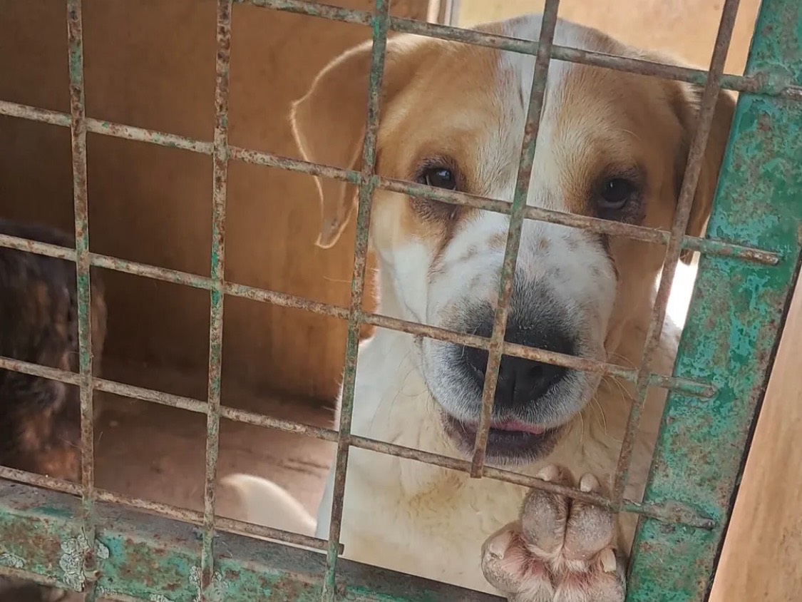 Foto dell'animale