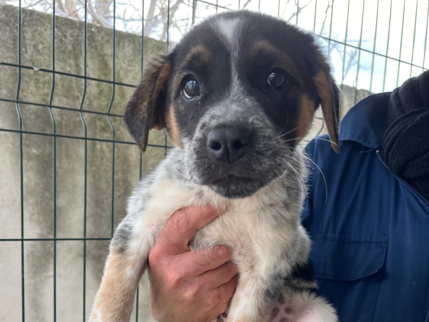 Adotta un cane, maschio, 5 mesi, Potenza