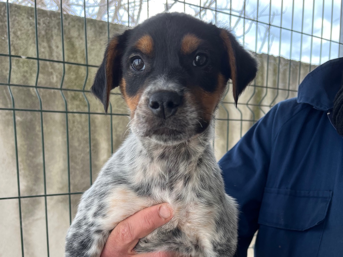 Adotta un cane, taglia media, maschio, Potenza