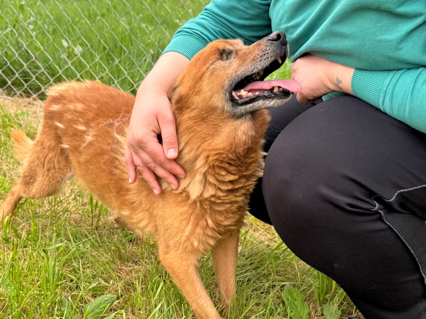 Adotta un cane, maschio, 10 anni  e 5 mesi , Salerno