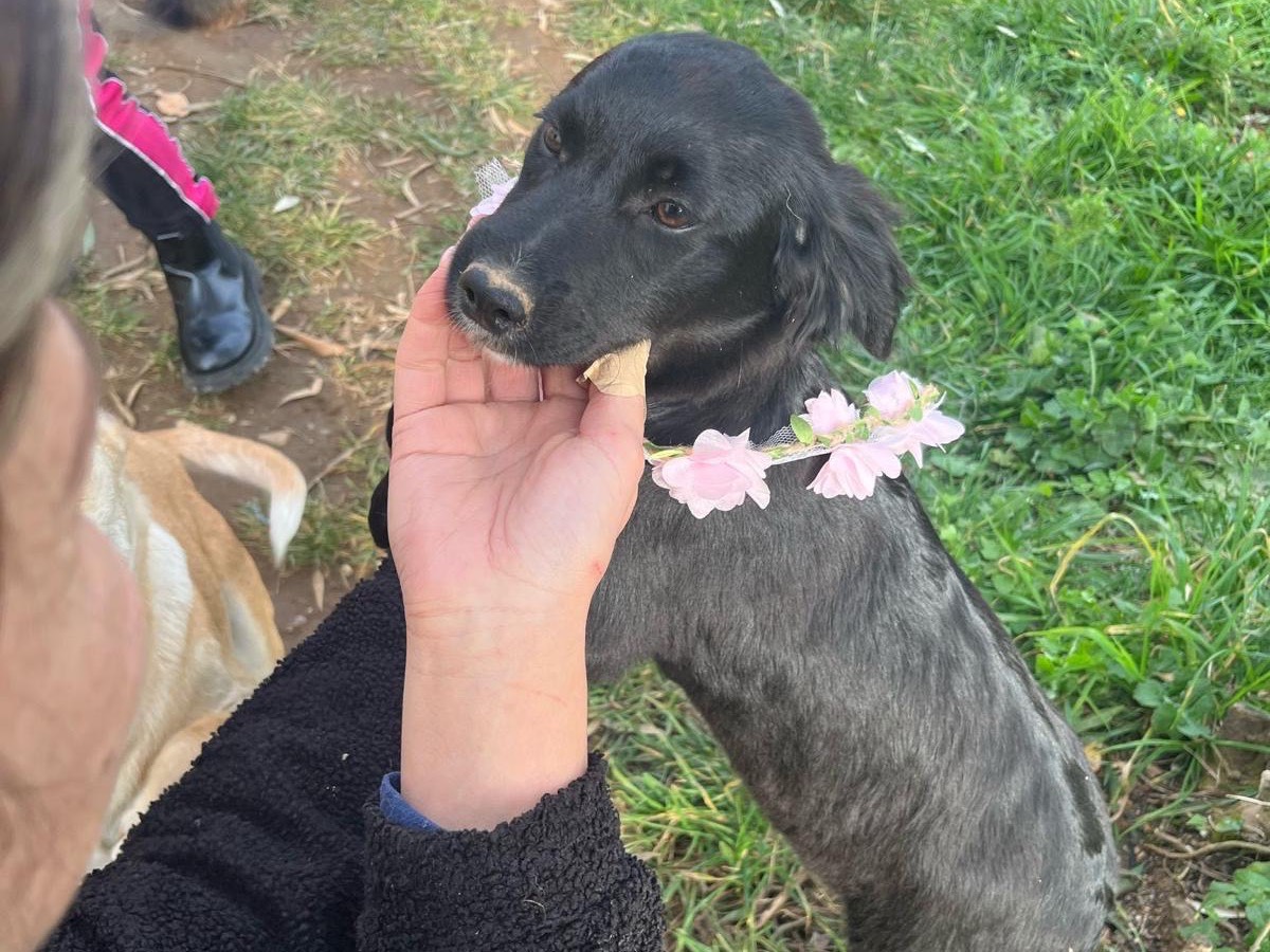 Adotta un cane, femmina, 4 mesi, Catanzaro