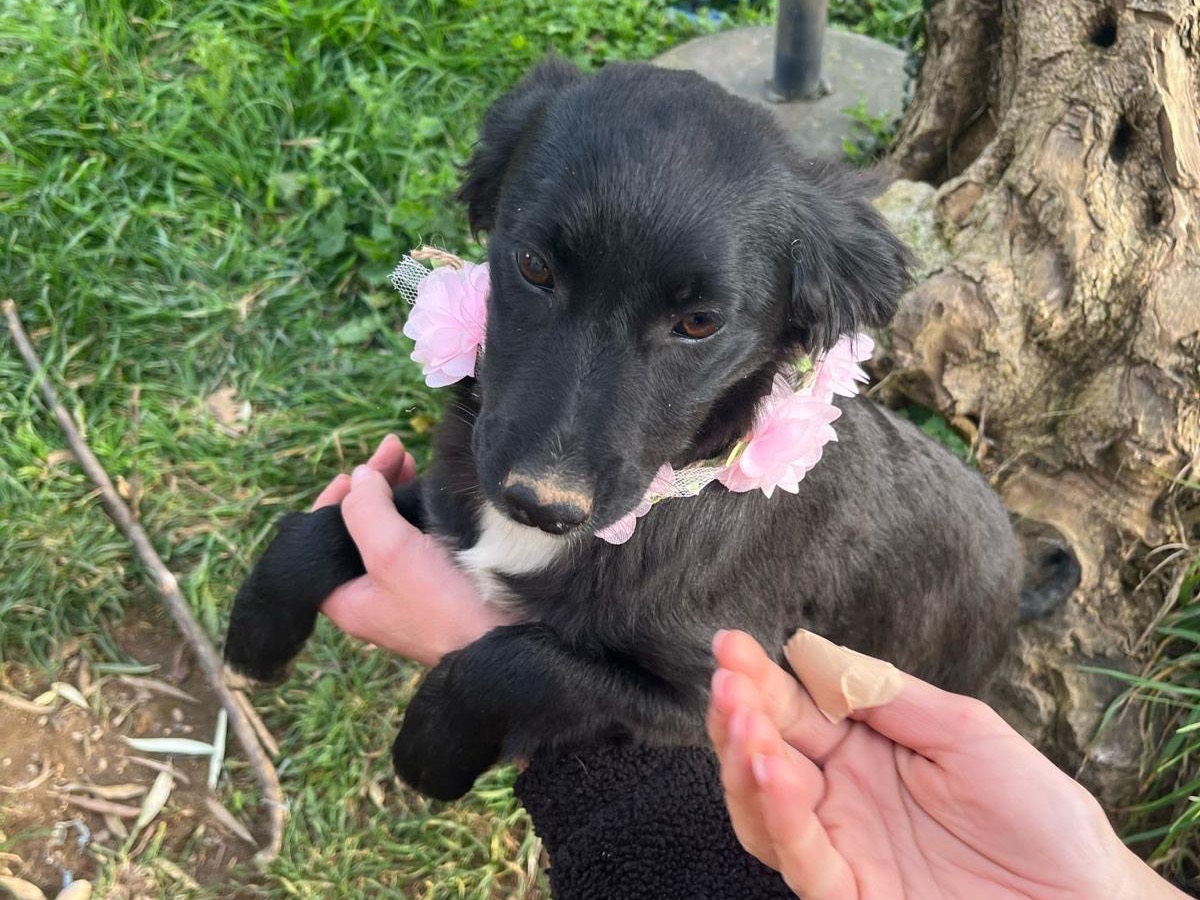 Adotta un cane, taglia media, femmina, Catanzaro