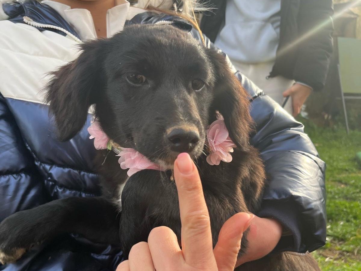 Vuoi adottare un cane a Catanzaro?