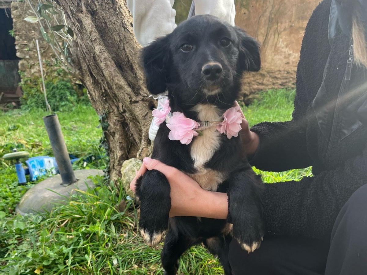 Adotta il cane Sirya a Catanzaro