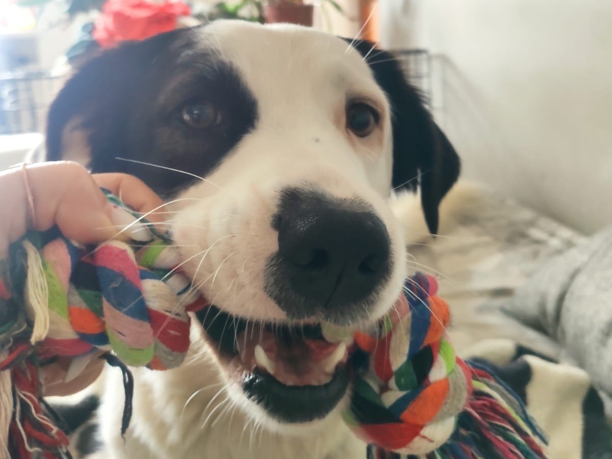 Adotta un cane, femmina, 1 anno e 11 mesi , Cuneo
